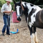 Photo of a man outside training a skewbald pony looking at the camera