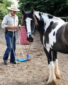 Photo of a man outside training a skewbald pony looking at the camera