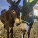 A photo of two donkeys standing close together in an indoor arena