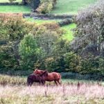 A photo of two horses gently muzzling each others withers while grazing outside