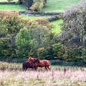 A photo of two horses gently muzzling each others withers while grazing outside