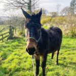A donkey poses for a photo out in a field during springtime
