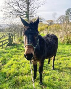 A donkey poses for a photo out in a field during springtime