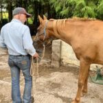 Photo of a man with a chestnut coloured horse in a yard