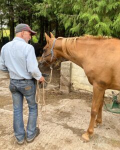 Photo of a man with a chestnut coloured horse in a yard