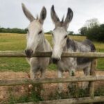 Two grey donkeys with ears forward popping their heads over the fencing