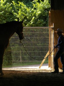 Horse Listening