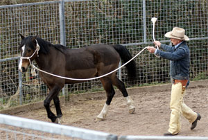 Horse Training