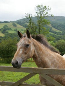 Horse Schooling