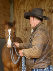 Starting Young Horses