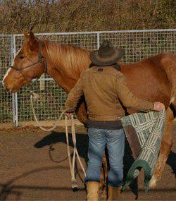 Young Horse Training